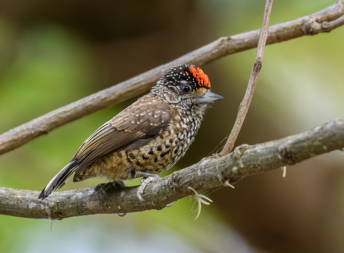 White-wedged Piculet - ML454590611