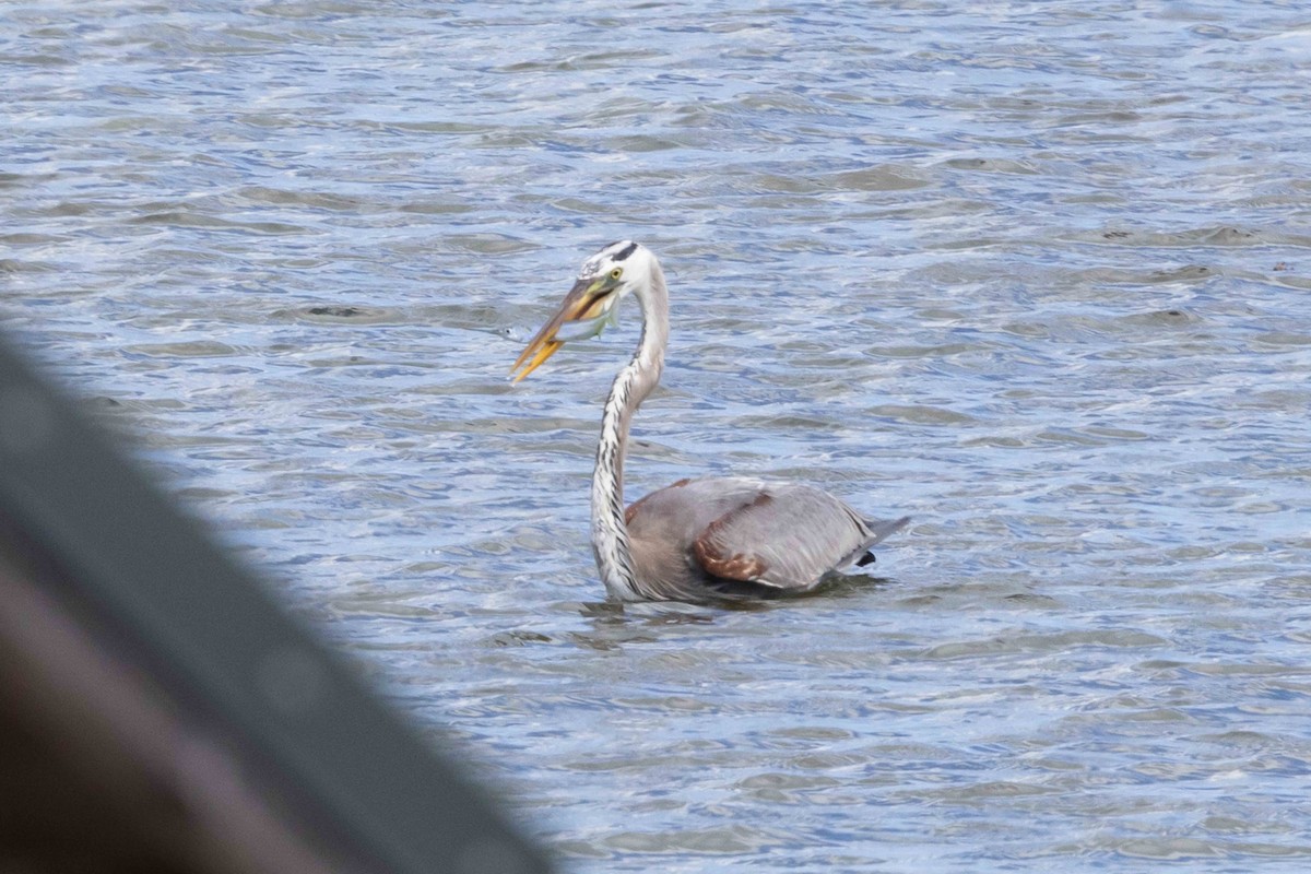 Great Blue Heron (Wurdemann's) - ML454590781
