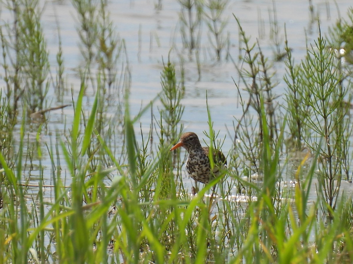 Spotted Sandpiper - ML454594541