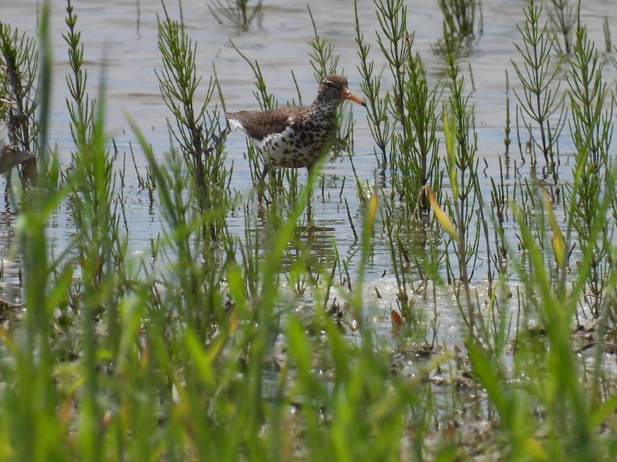 Spotted Sandpiper - ML454594571