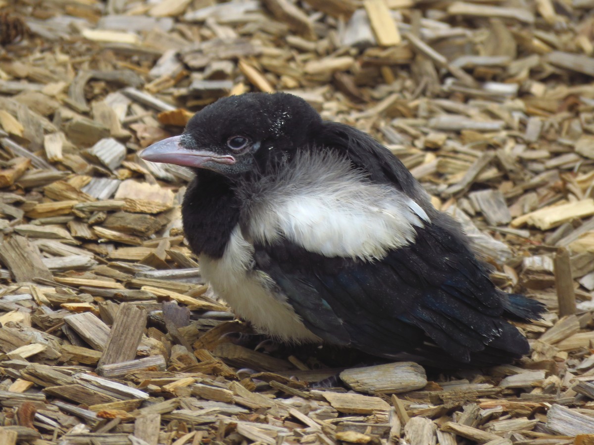 Black-billed Magpie - ML454594601