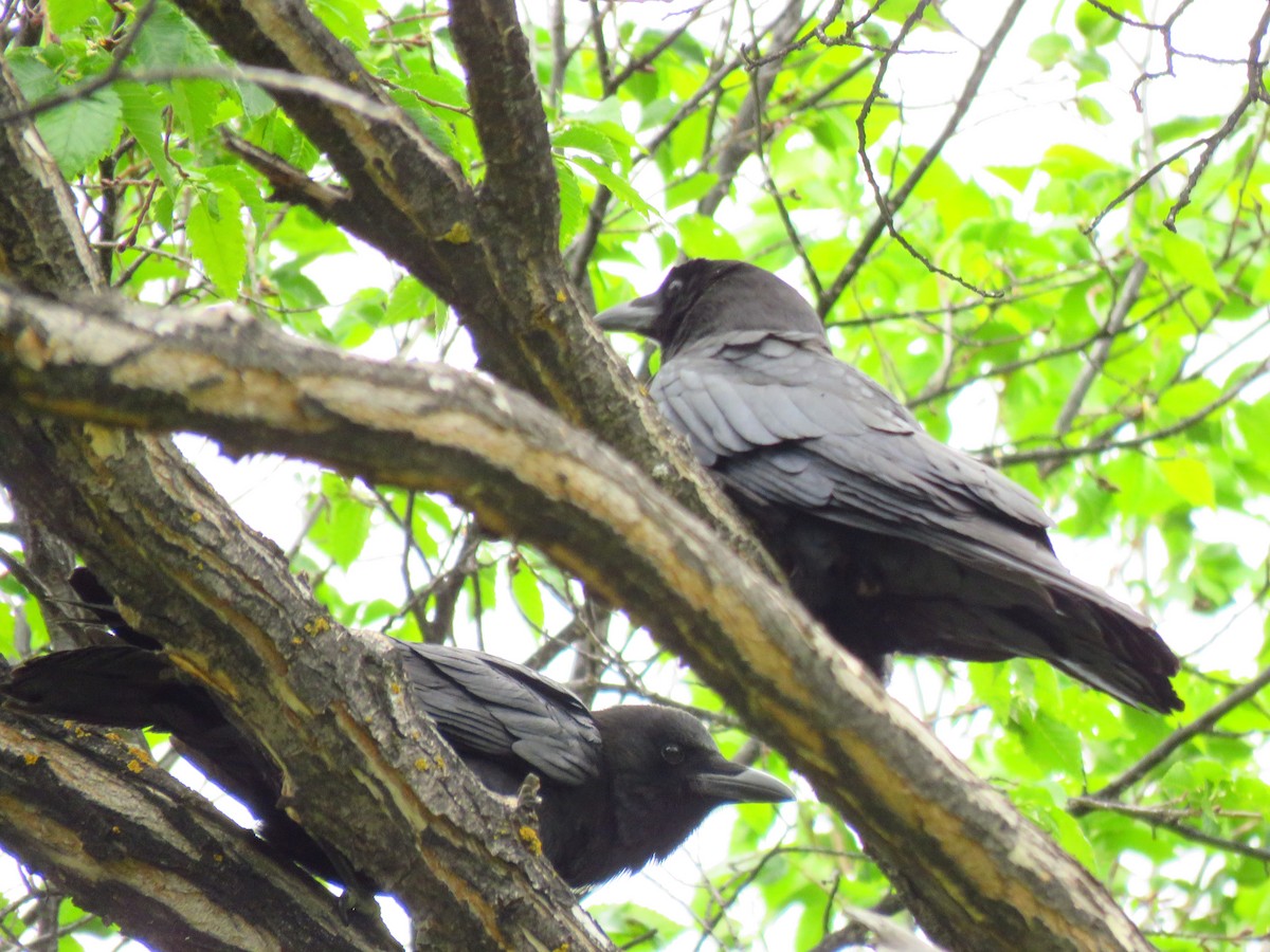 American Crow - ML454594631