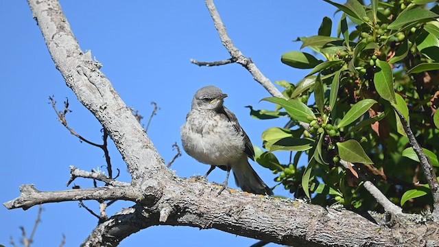 Northern Mockingbird - ML454598561