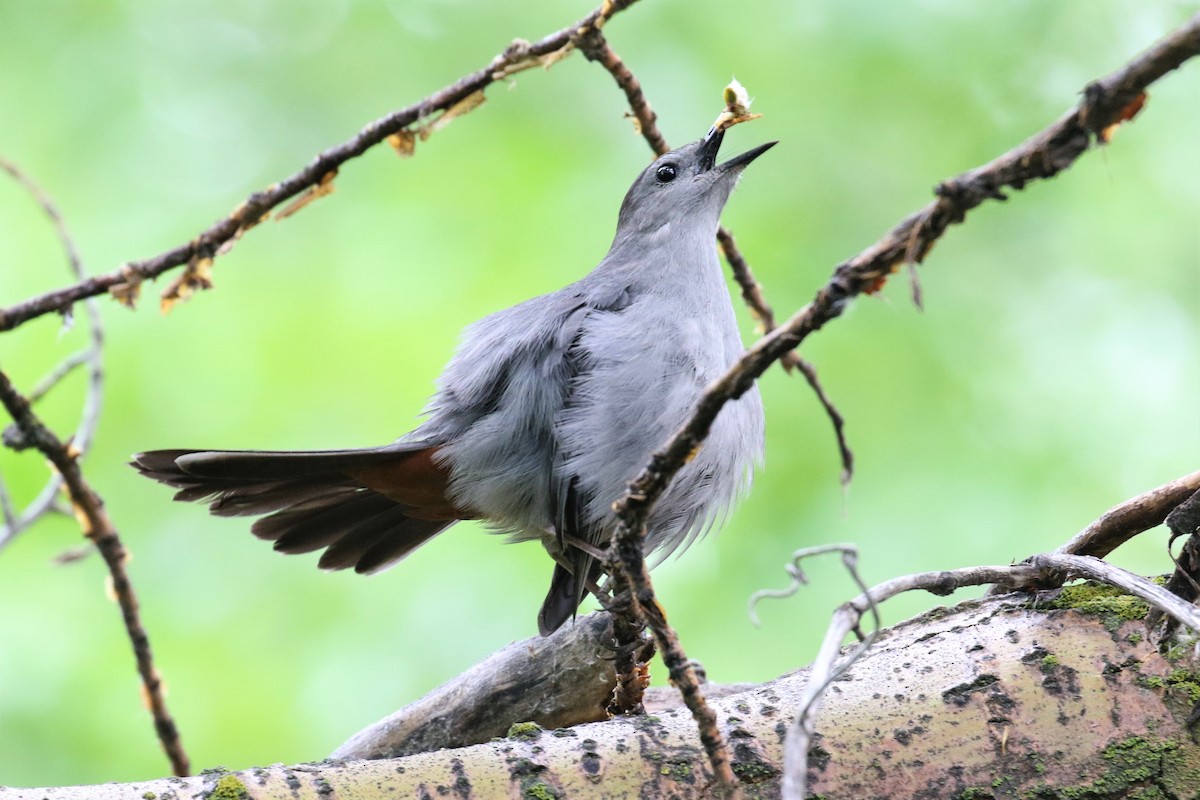 Gray Catbird - ML454601291