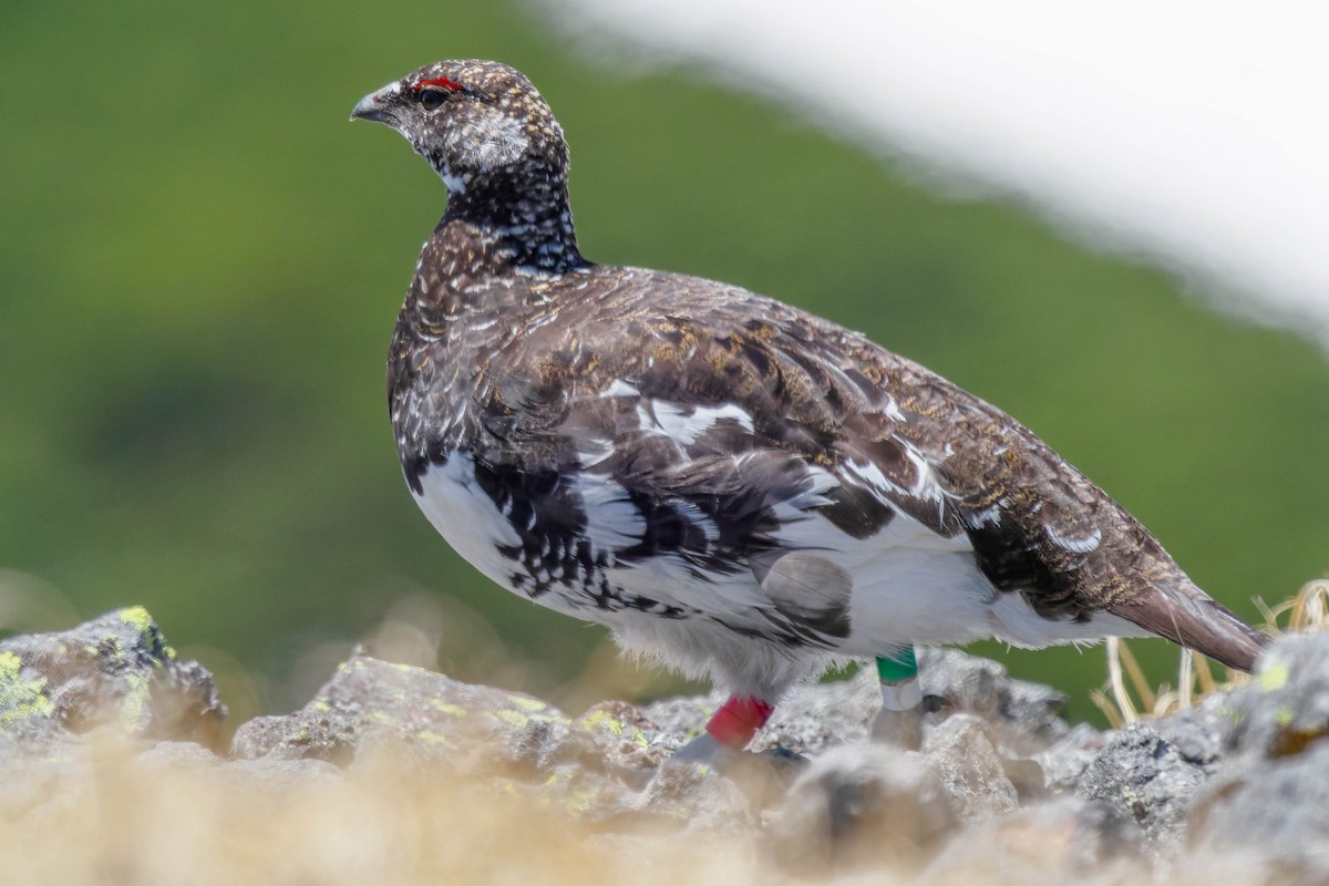 Rock Ptarmigan - Yuya Okuzaki