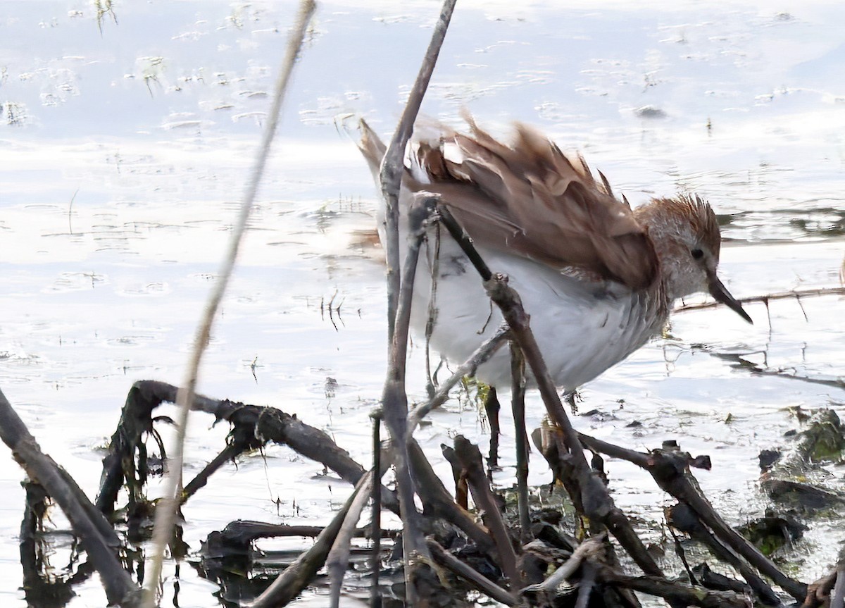 sandsnipe - ML454604981