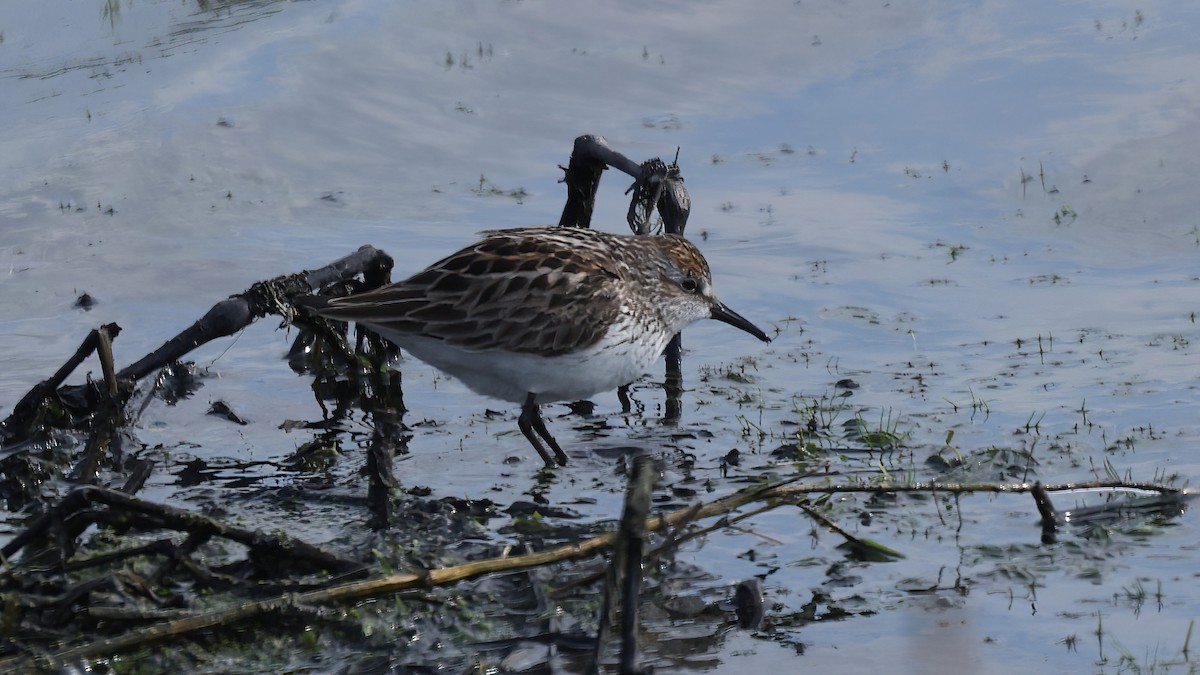 sandsnipe - ML454605211