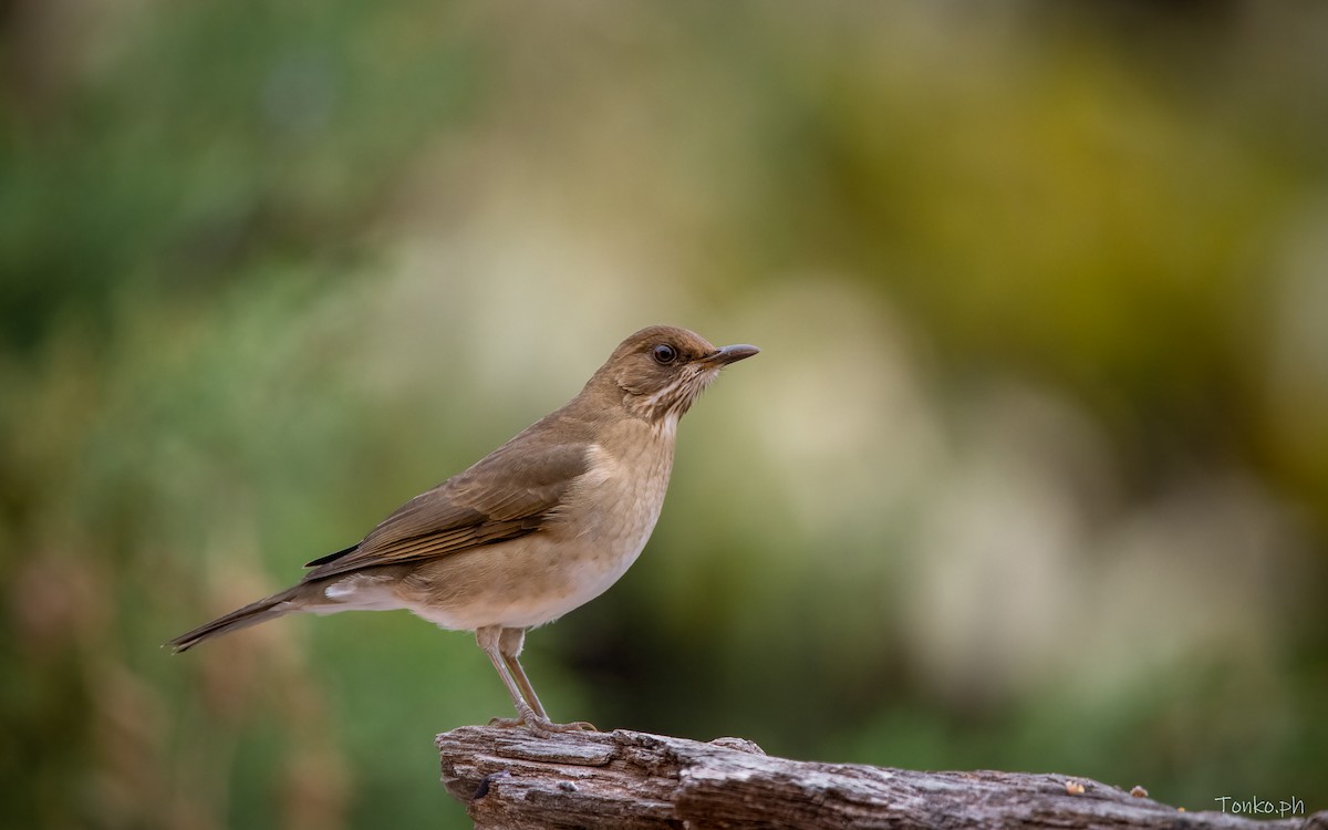 Creamy-bellied Thrush - Carlos Maure