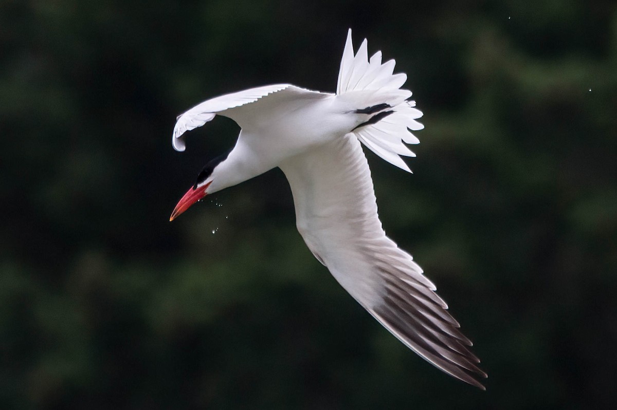 Caspian Tern - John Scharpen