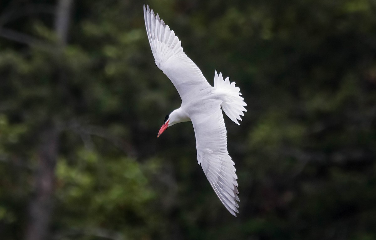 Caspian Tern - John Scharpen