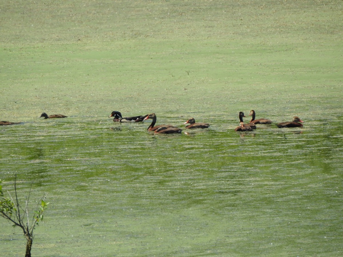 Wood Duck - ML454607081