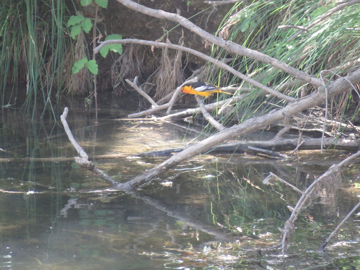 Bullock's Oriole - ML454607581