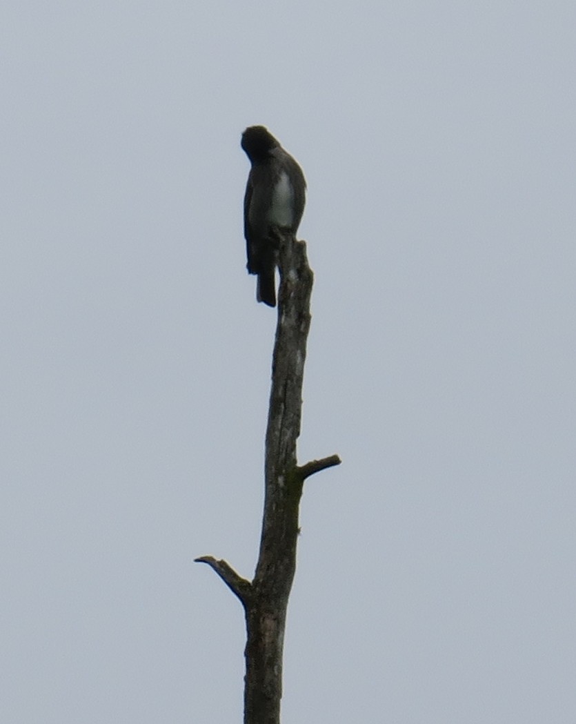 Olive-sided Flycatcher - ML454607701