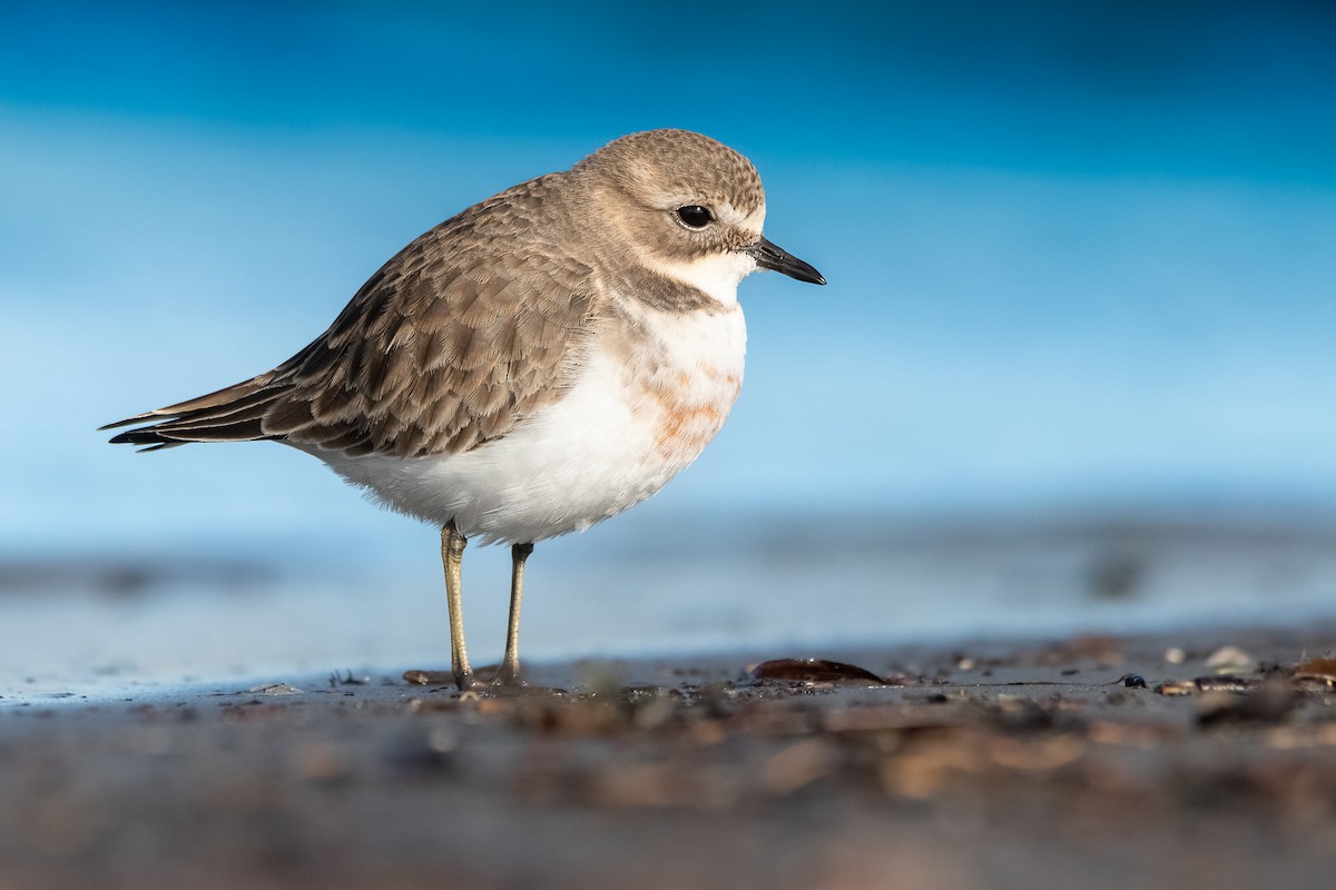 Double-banded Plover - ML454608031