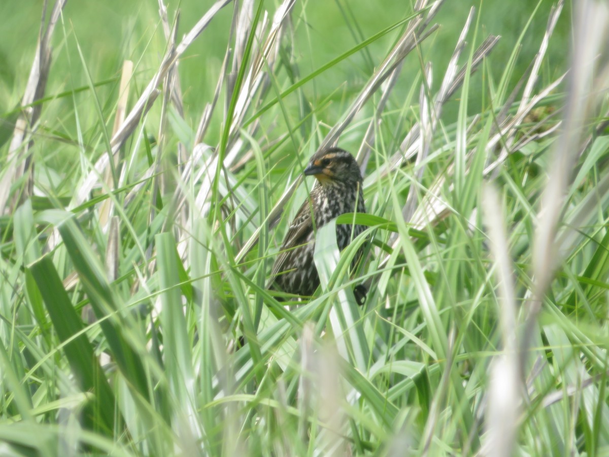 Red-winged Blackbird - ML454608061