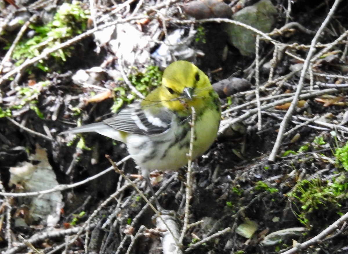 Black-throated Green Warbler - ML454608331