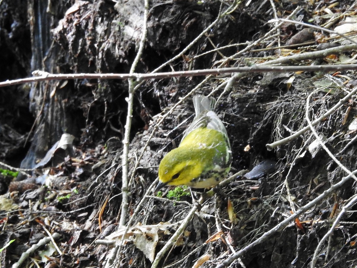Black-throated Green Warbler - Claire Caron