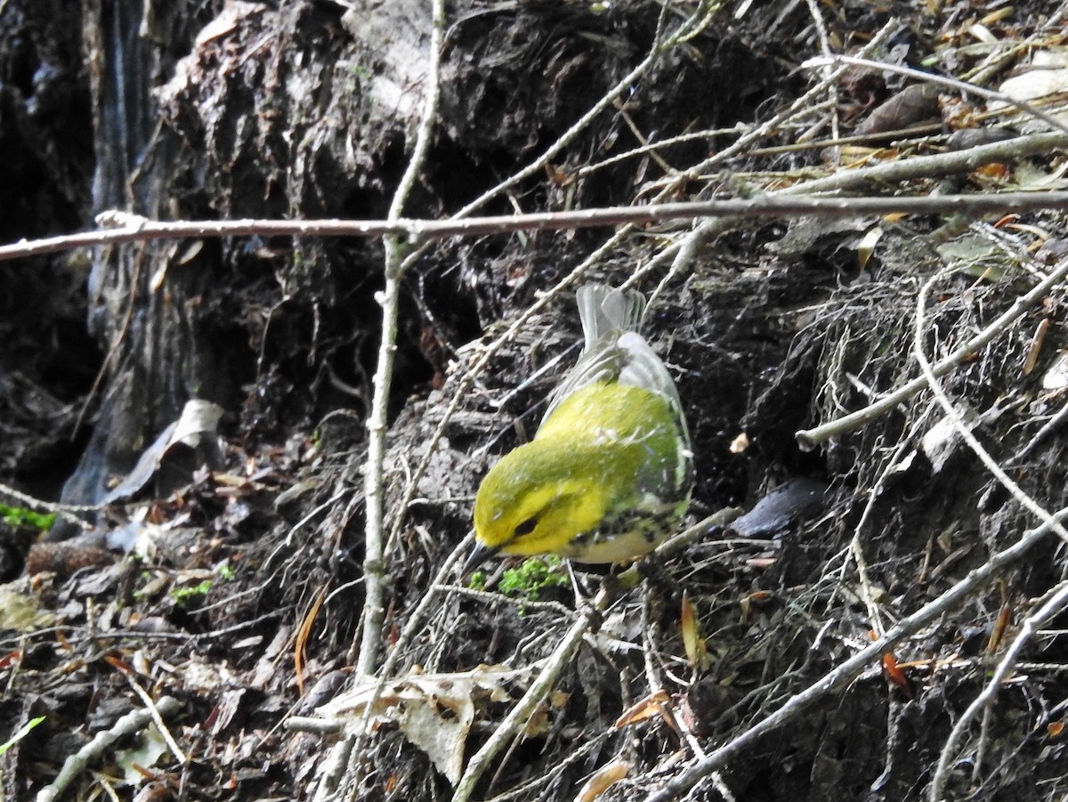 Black-throated Green Warbler - ML454608361