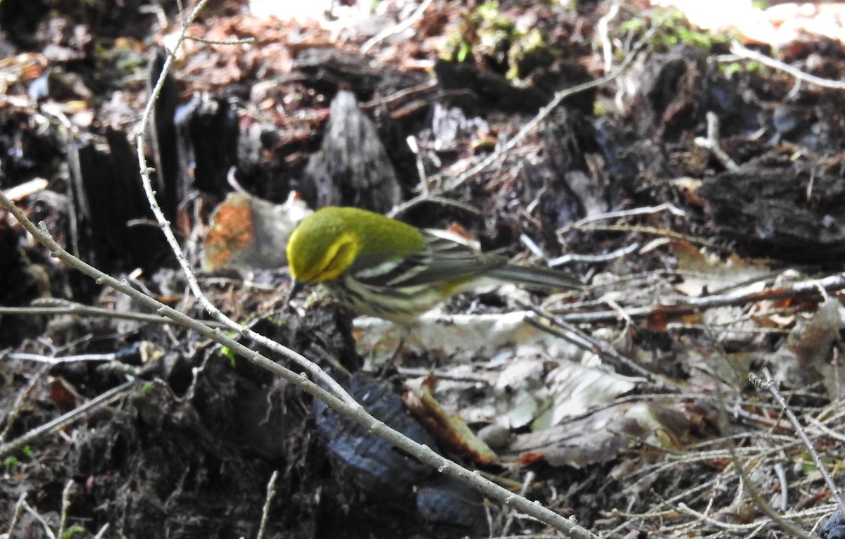 Black-throated Green Warbler - Claire Caron