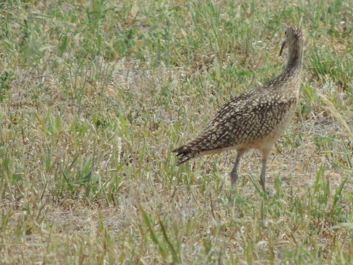 Long-billed Curlew - ML454608891