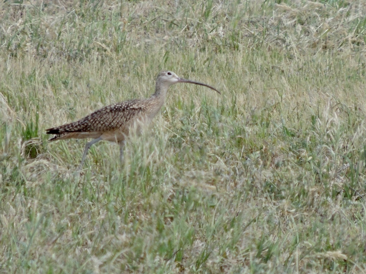 Long-billed Curlew - ML454608901