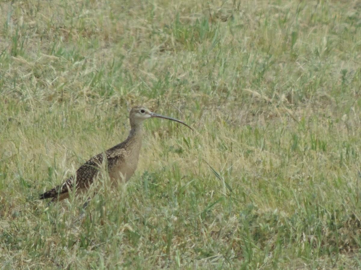 Long-billed Curlew - ML454608931
