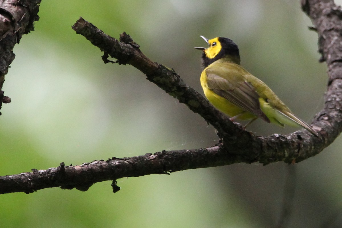 Hooded Warbler - ML454609261