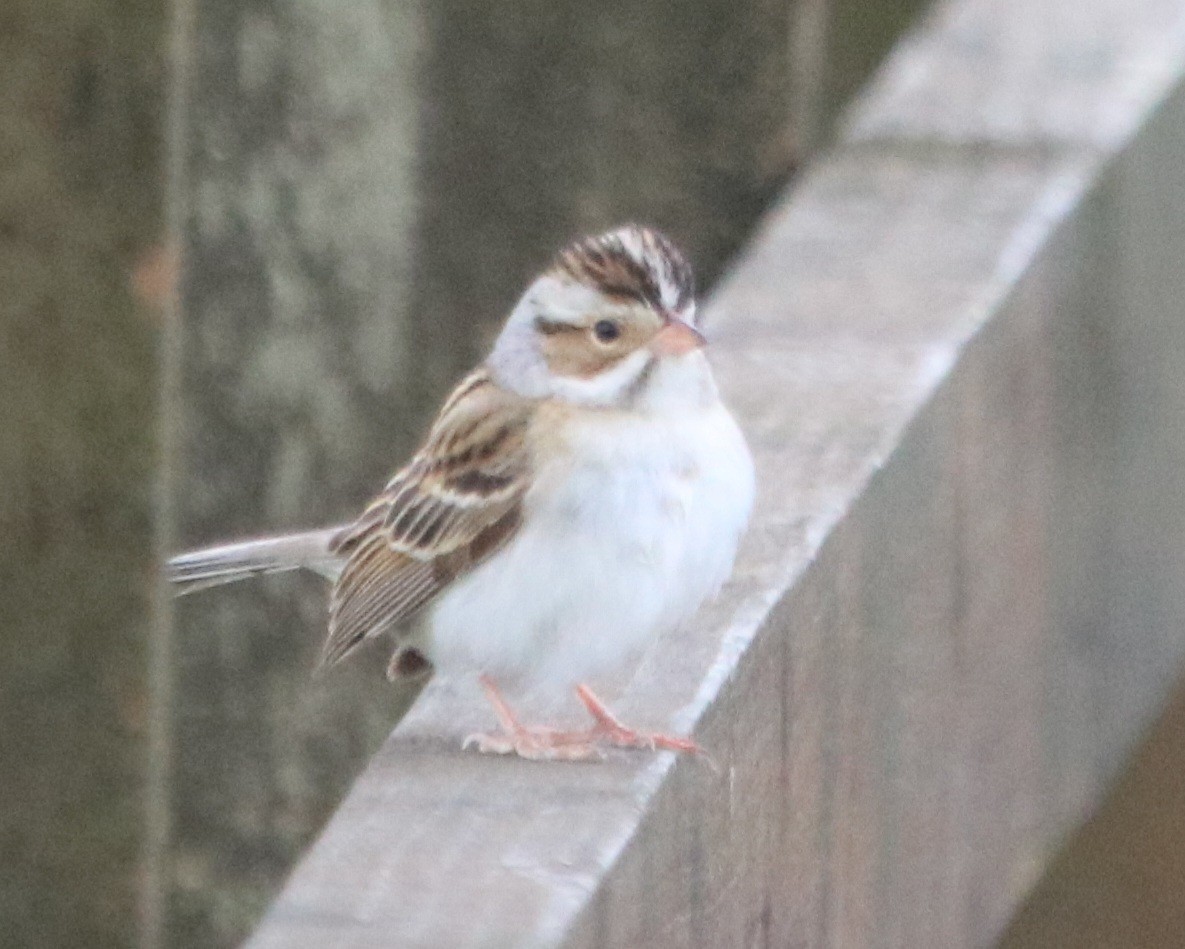 Clay-colored Sparrow - ML454609761