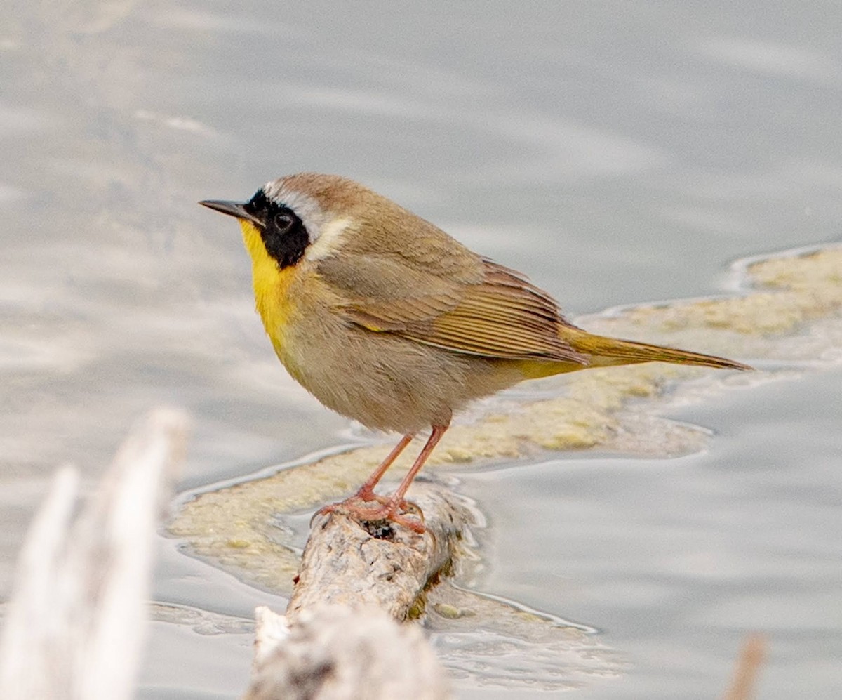 Common Yellowthroat - ML454611071