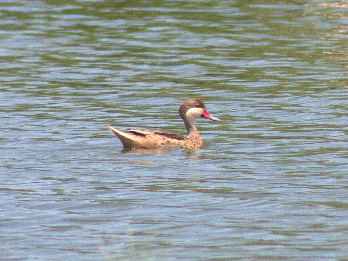 White-cheeked Pintail - Lermith Torres