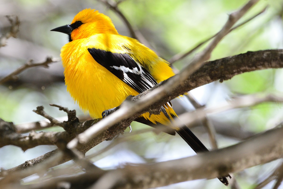 Yellow Oriole - Michael Tromp