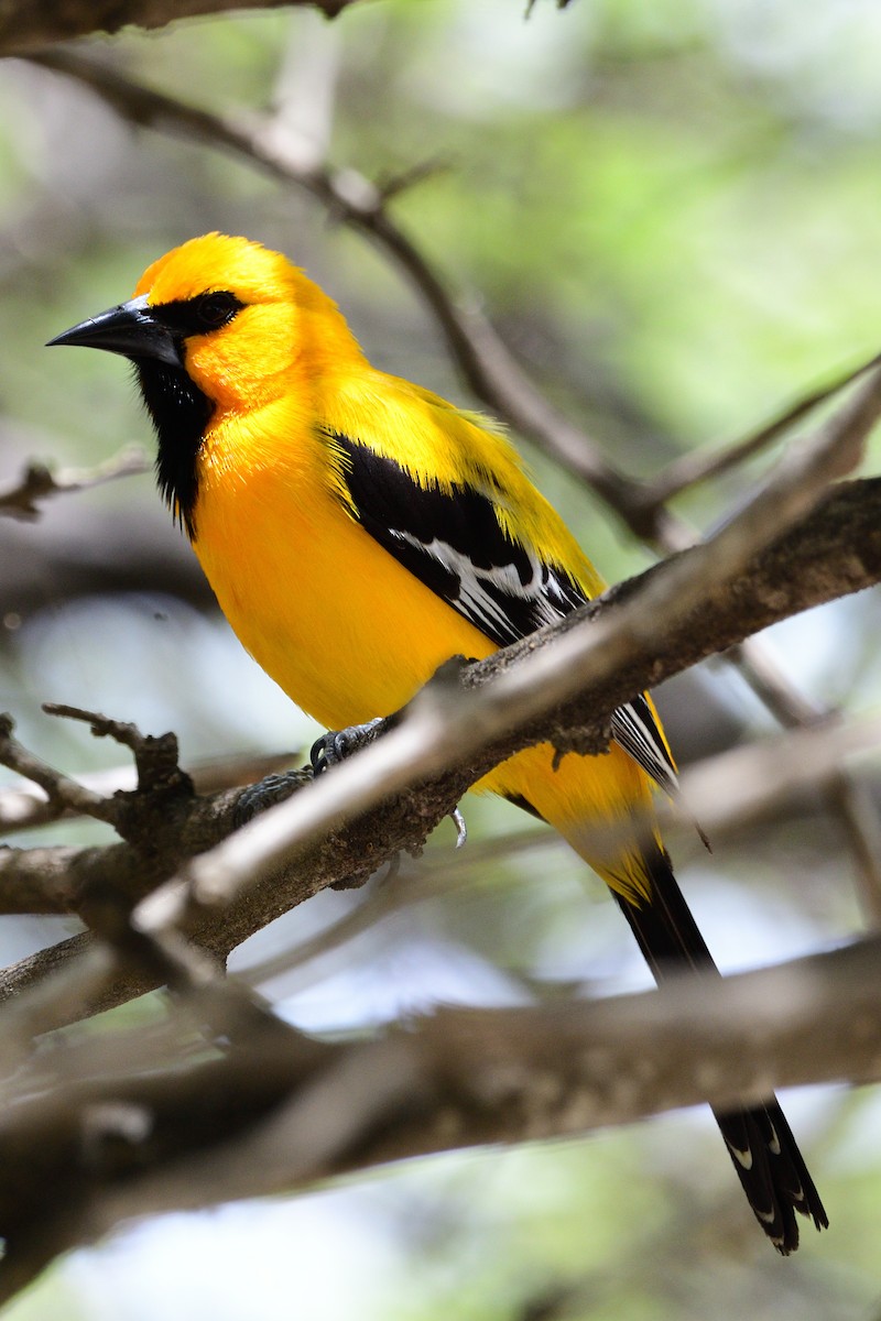 Yellow Oriole - Michael Tromp