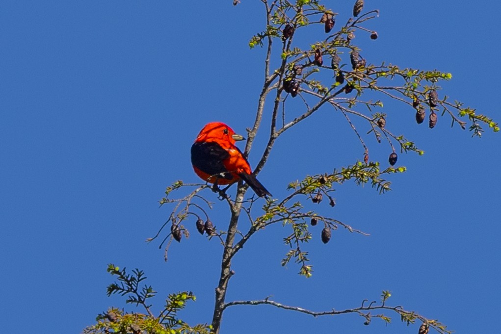 Scarlet Tanager - ML454611961