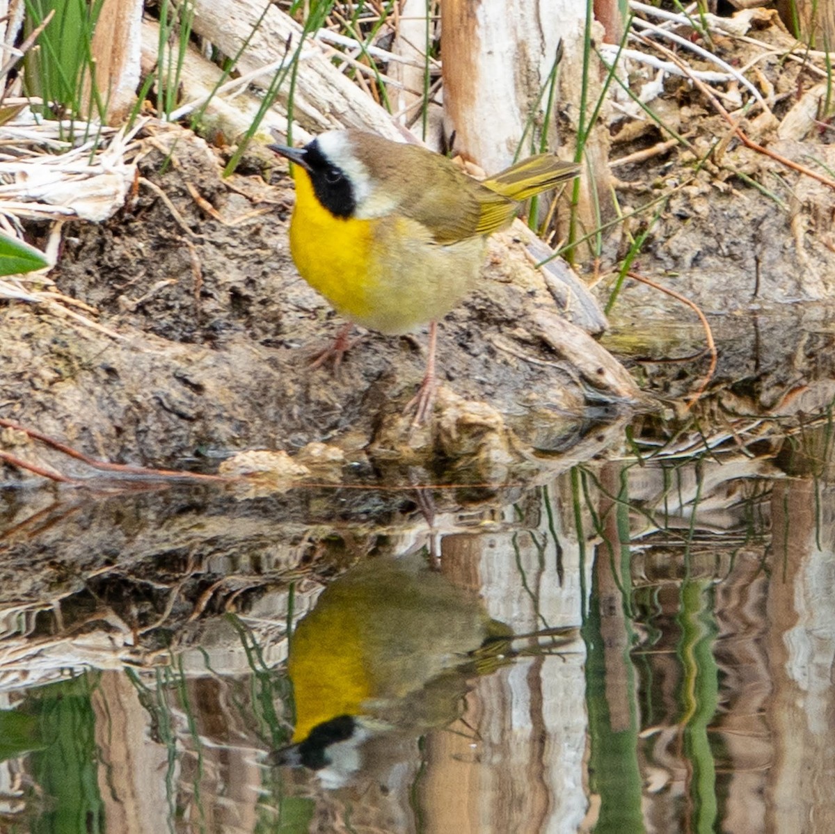 Common Yellowthroat - Nancy Newland