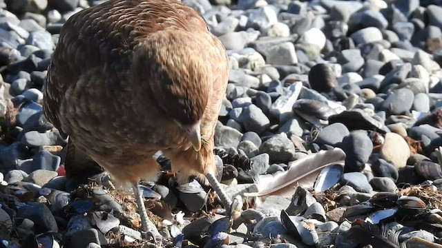 Caracara Chimango - ML454612071