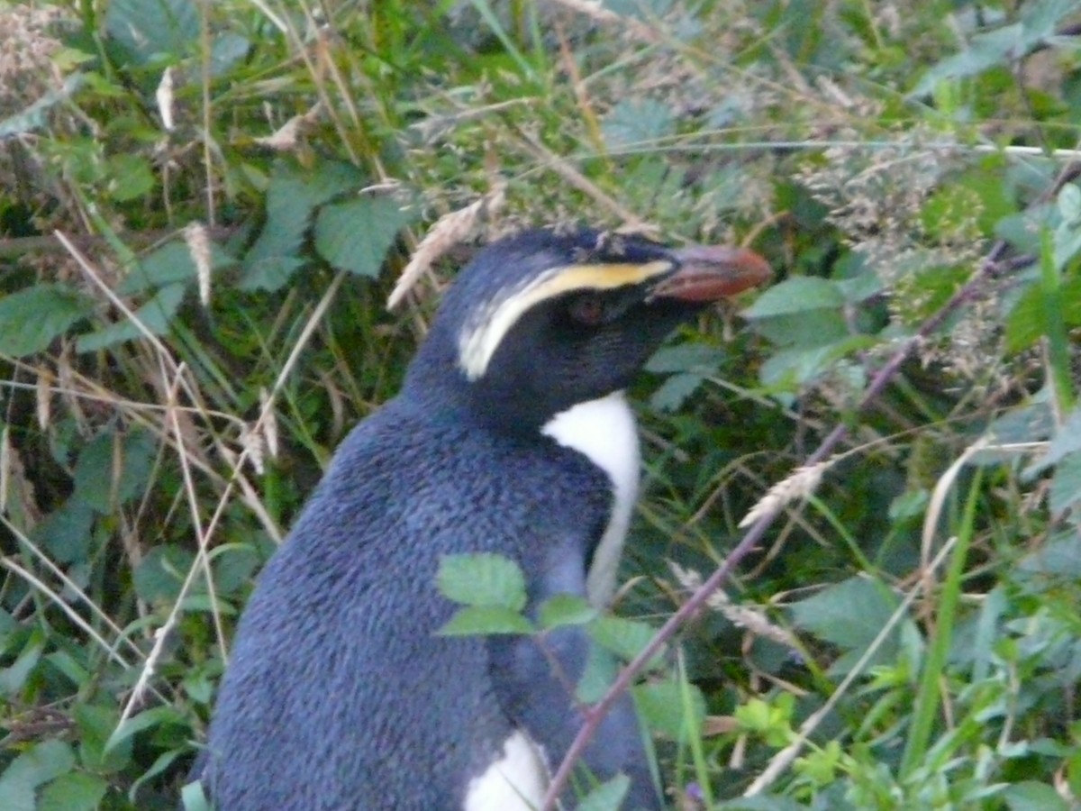 Fiordland Penguin - ML454612311