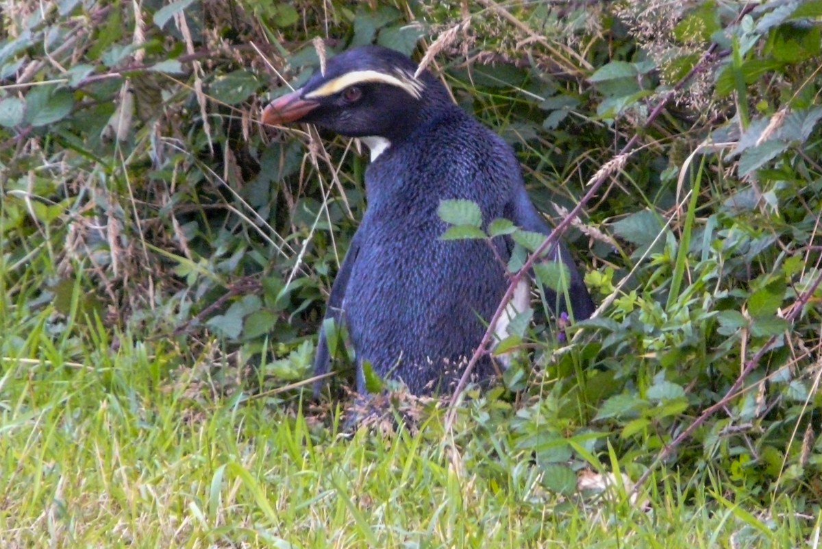 Fiordland Penguin - ML454612821