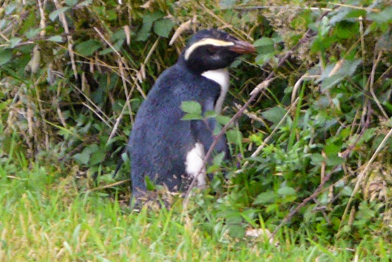 Fiordland Penguin - ML454613031