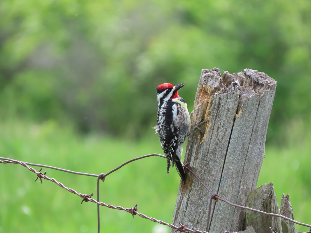 Yellow-bellied Sapsucker - ML454613091