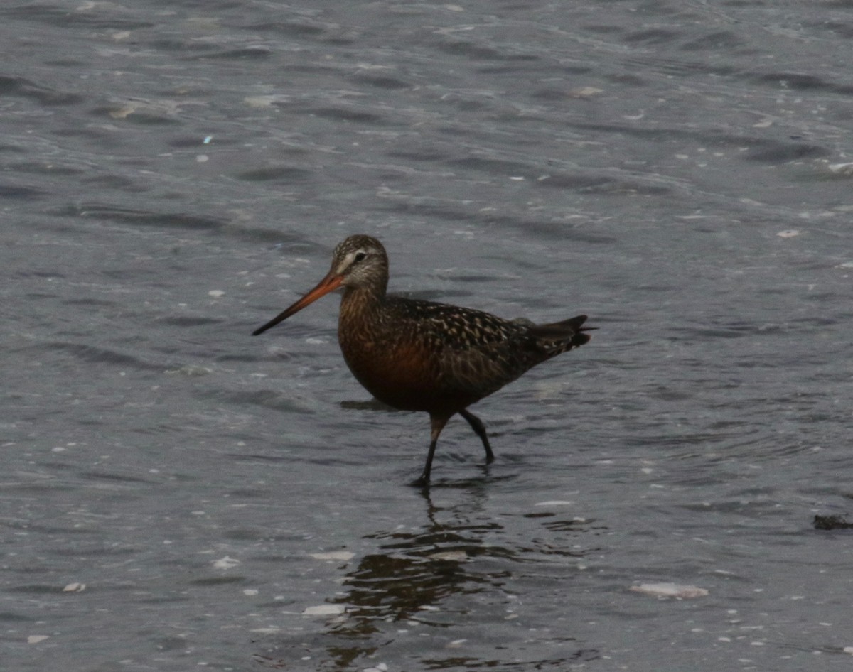 Hudsonian Godwit - ML454613771