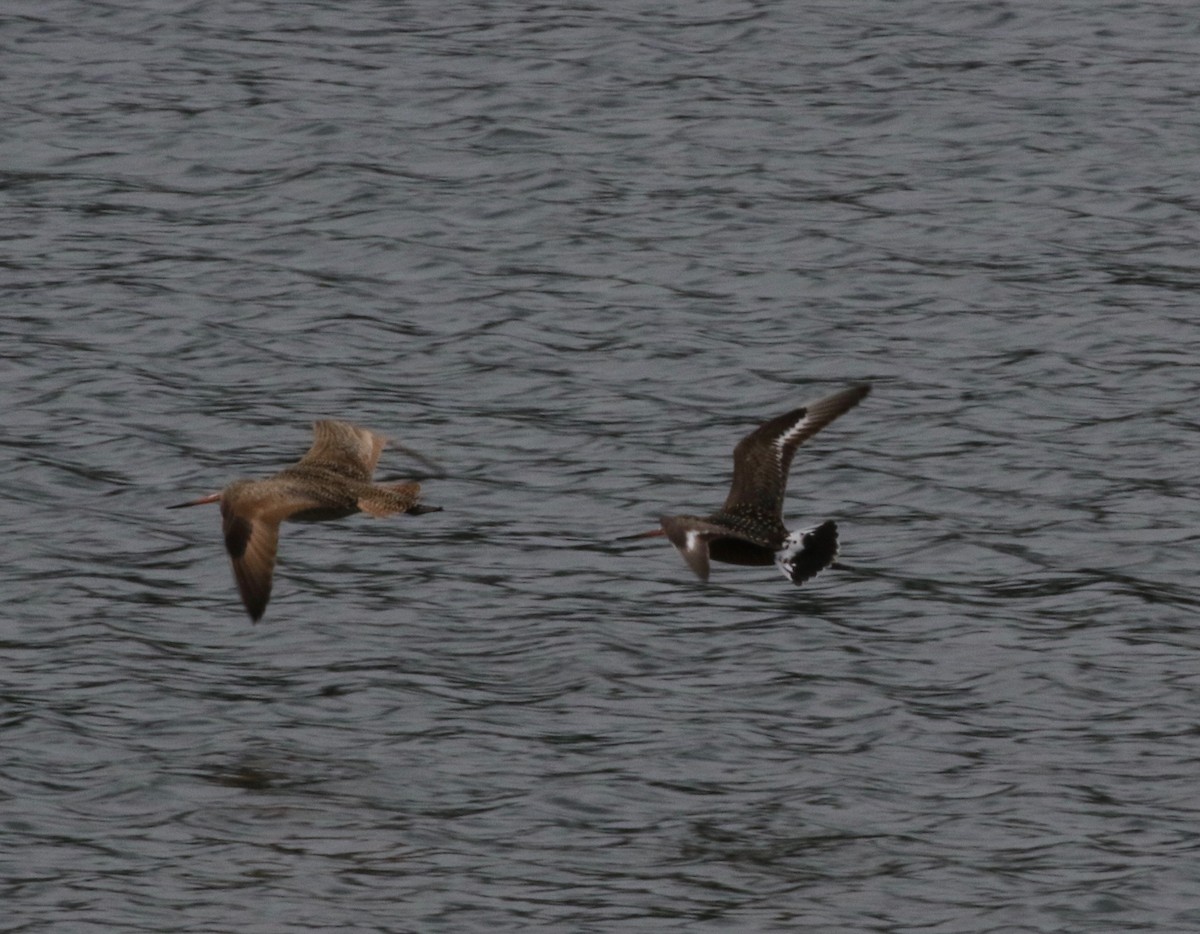 Hudsonian Godwit - ML454613821