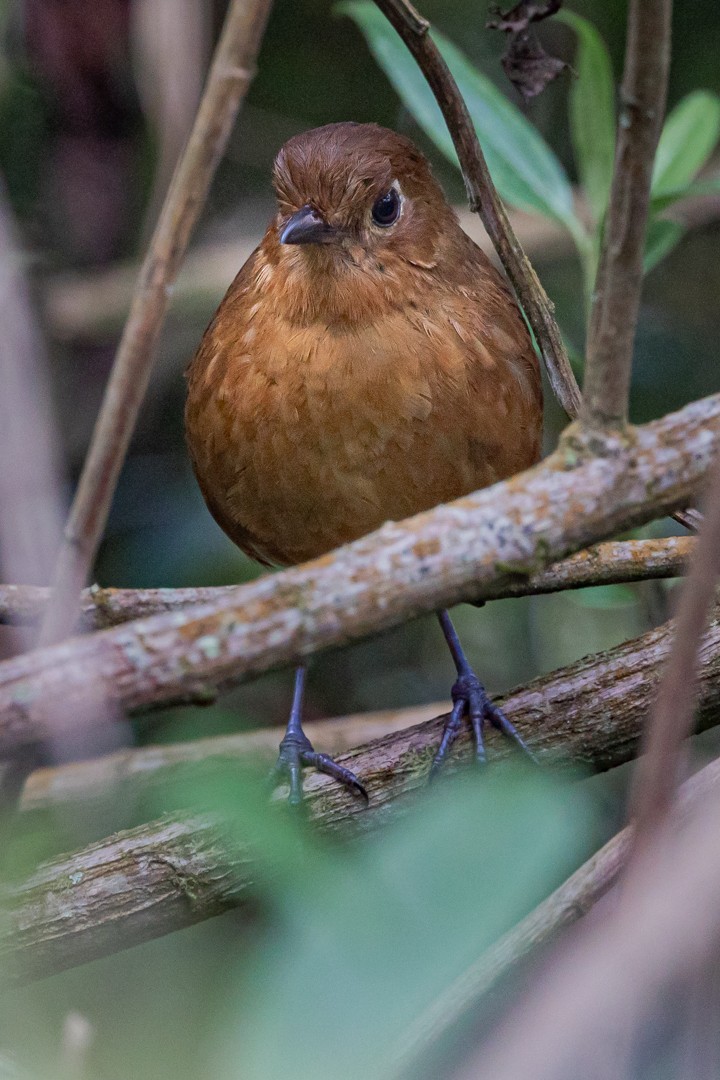 Panao Antpitta - ML454614411