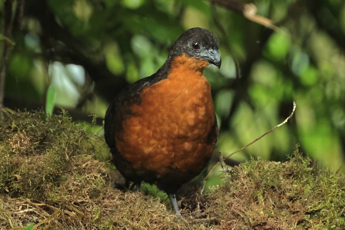 Dark-backed Wood-Quail - ML454614761