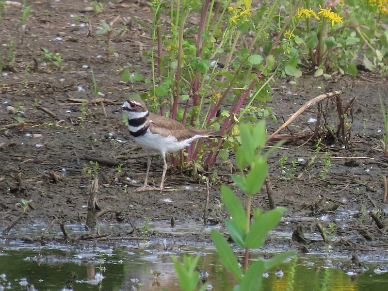 Killdeer - Tracy The Birder