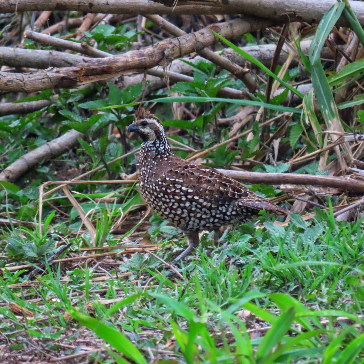 Crested Bobwhite - otto seydel