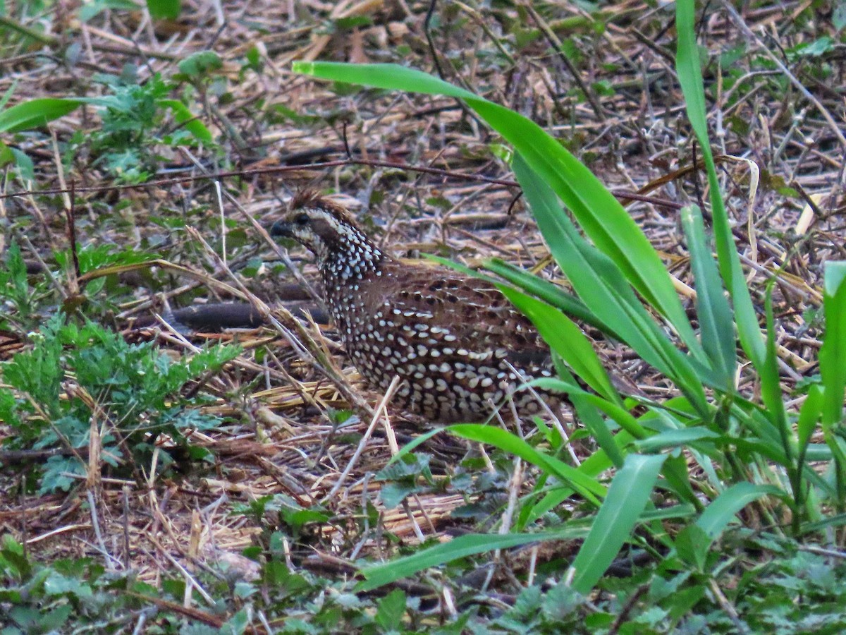 křepel chocholatý - ML454615771