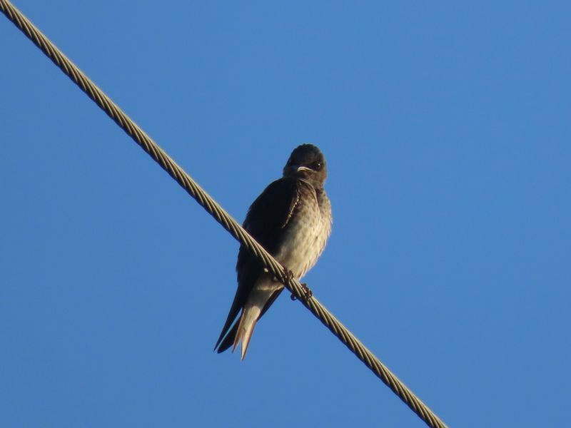 Purple Martin - ML454615931