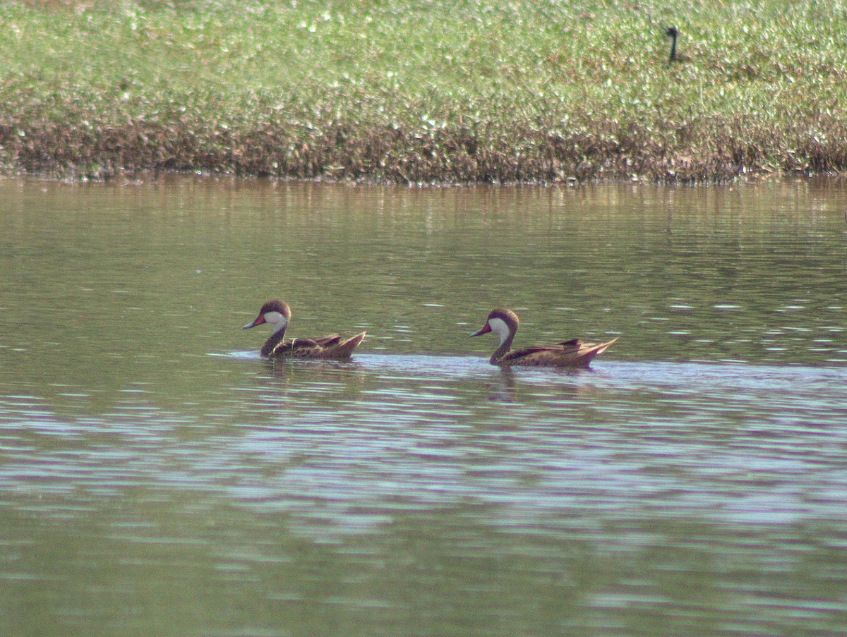 White-cheeked Pintail - ML454616041