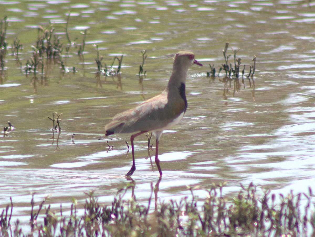 Southern Lapwing - ML454616561