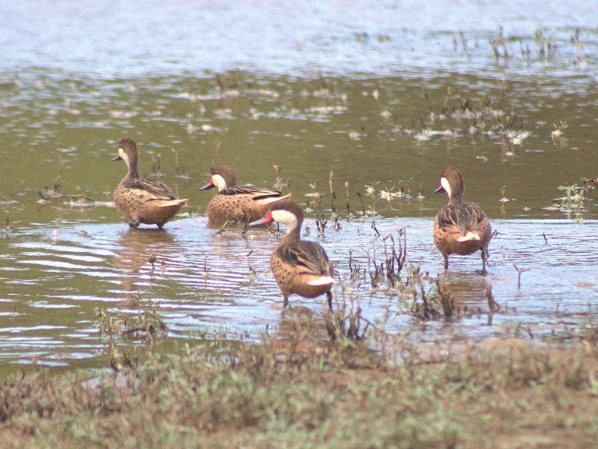 White-cheeked Pintail - Lermith Torres